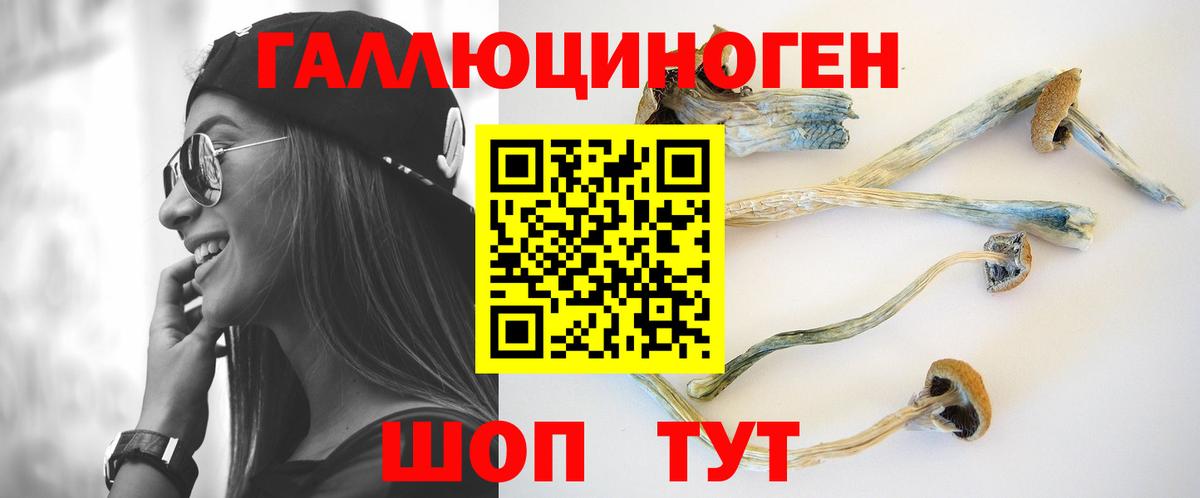 Галлюциногенные грибы Psilocybe Свободный